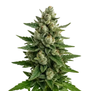 Skywalker OG Auto