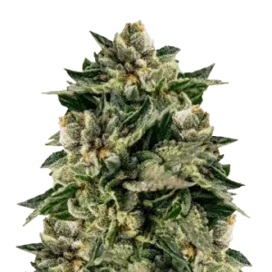 Skywalker OG