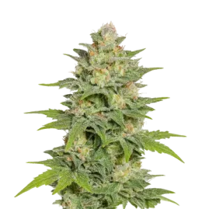 Sleepy Joe OG Auto