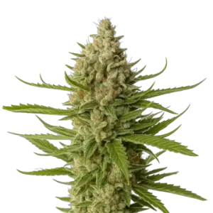 Snoop Dogg OG