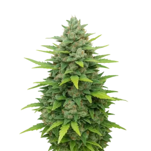 Sour Diesel Auto
