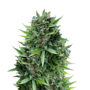 Sour Diesel