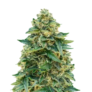 Stardawg