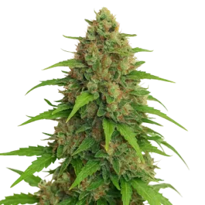 Strawberry Banana Auto