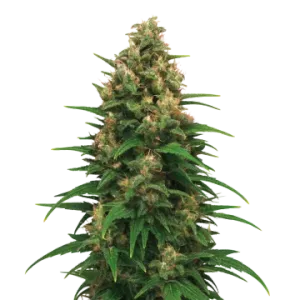 Strawberry Cough Auto