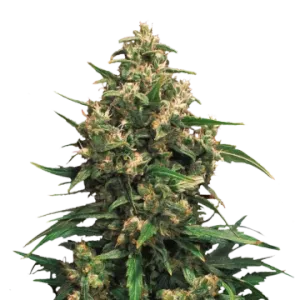 Strawberry Cough Auto