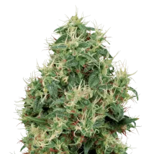 Strawberry Kush