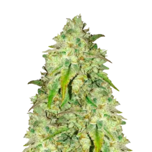 Sunset Sherbet