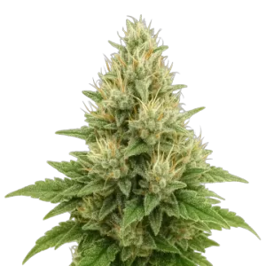 Super Boof Auto