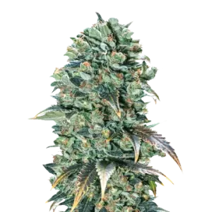Super Glue
