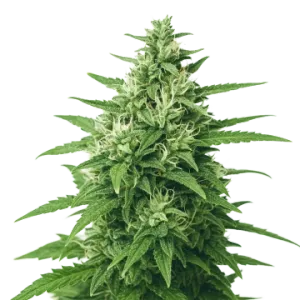 Super Skunk Auto