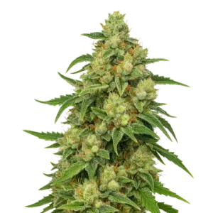 Sweet Tooth Auto