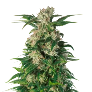 Trainwreck
