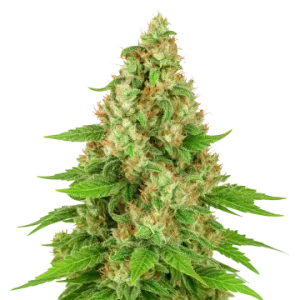 Triangle Kush Auto