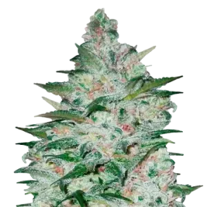 Tropicana Cookies