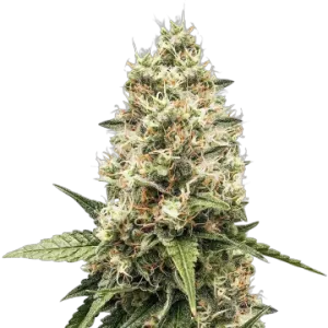 Watermelon Gelato