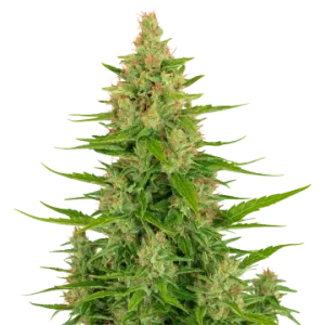 Wedding Cake Auto