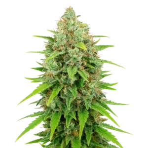 White Rhino Auto