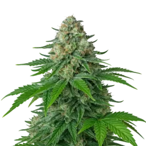 White Widow Auto