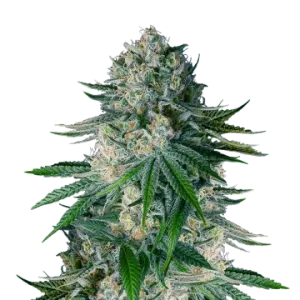 White Widow