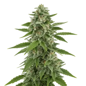 White Widow x Northern Lights Auto