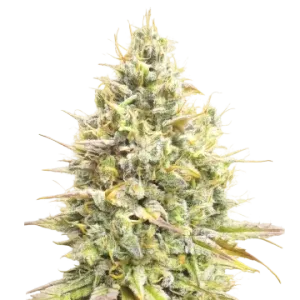 Yumbolt Banana Auto
