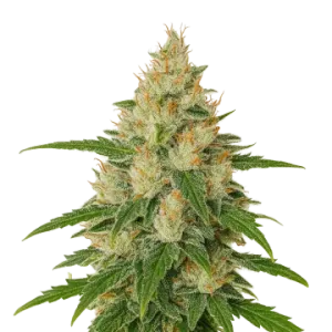 Zkittlez Auto