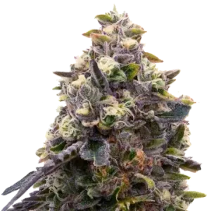 Zoap