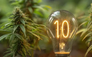 10 Tips for Maximum Yields from Your Cannabis Plants