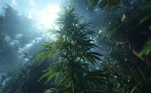 5 Crucial Tips for Successfully Cultivating Landrace Cannabis Strains