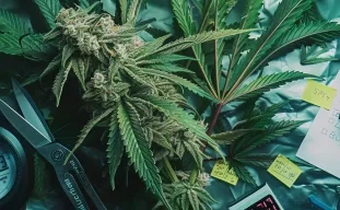 6 Proven Tips to Shorten the Flowering Time of Your Cannabis Plants