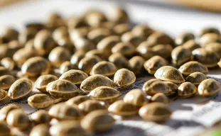 9 Facts Every Grower Should Know About Feminized Cannabis Seeds
