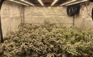 Advanced Cannabis Plant Training: The Ultimate Guide to Maximizing Yields