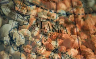 Best Strains to Grow in Alaska (2026): An Expert Grower's Guide