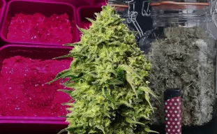 Journal de Culture Amnesia Haze Semaine après Semaine