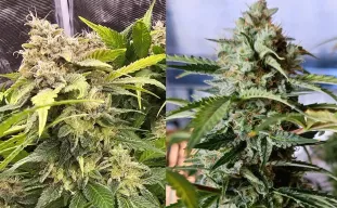 Autoflowering vs. Feminized Seeds: The Ultimate Comparison Guide