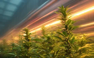 Beginners' Guide to Growing Fast-Flowering Cannabis Strains