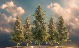 Best Autoflower Cannabis Strains to Grow in Short, Cool Summer