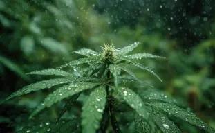 Best CBD Cannabis Strains for Growing in Humid Climates