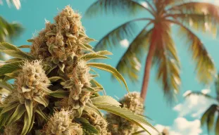 Best Feminized Strains for Outdoor Growing in Hot and Humid Tropical Climates