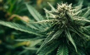 Best Indica Cannabis Strains for Growing Outdoors in Cooler Northern Climates