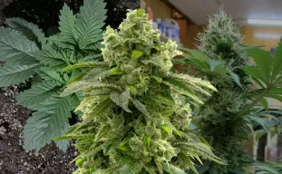 Journal de culture Bruce Banner semaine par semaine