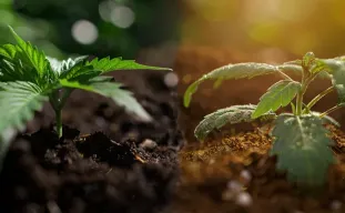 Coco Coir vs. Soil for Cannabis: Which is Better? Our Lab-Backed Take for Bigger Buds in 2026