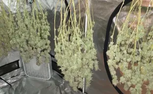 The Complete Guide to Harvesting, Trimming, Drying, and Curing Cannabis (2026)