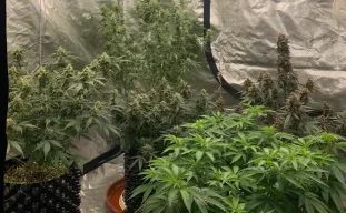 The Ultimate Guide to Cannabis Genetics, Phenotypes, and Breeding