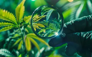 Cannabis Troubleshooting Guide: Diagnose Problems Fast, Fix Them for Good