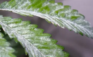 How to Spot and Treat Powdery Mildew: The Grower’s Playbook for Saving Your Harvest (2026 Update)