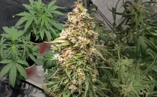Charlotte's Web Week by Week Grow Diary