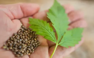 High-CBD vs. High-THC Genetics: Choosing Your Medicine