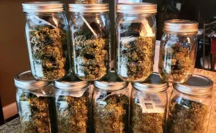 How to Store Cured Buds for Long-Term Freshness and Potency (Without Killing Your Terps)